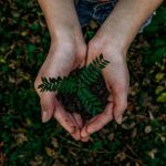 Sustainability Goals - green plant