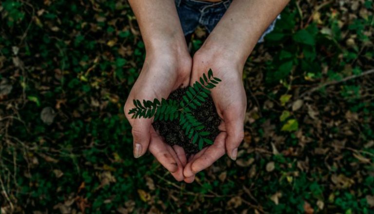 Sustainability Goals - green plant