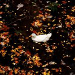Tire Lifespan - white duck on brown dried leaves