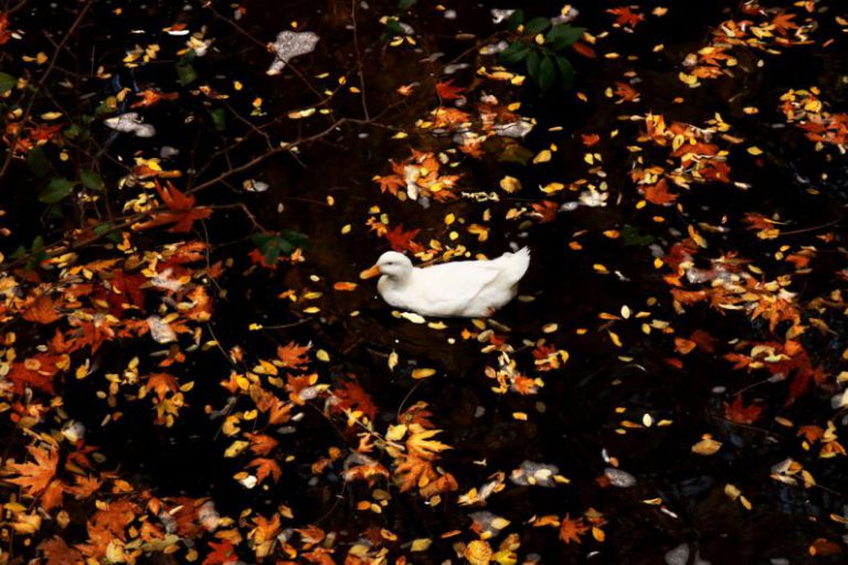 Tire Lifespan - white duck on brown dried leaves