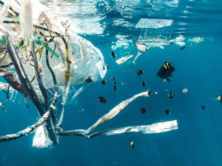 Environmental Impact - school of fish in water