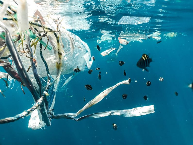 Environmental Impact - school of fish in water