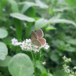 Maintenance Tips - a brown butterfly sitting on a white flower