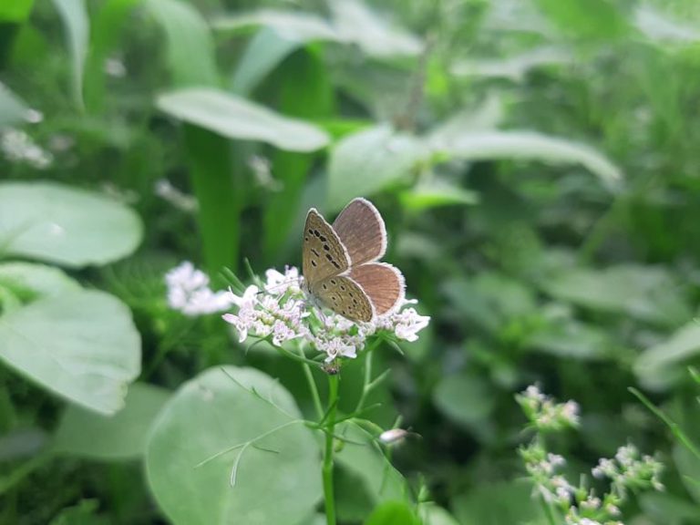 Maintenance Tips - a brown butterfly sitting on a white flower