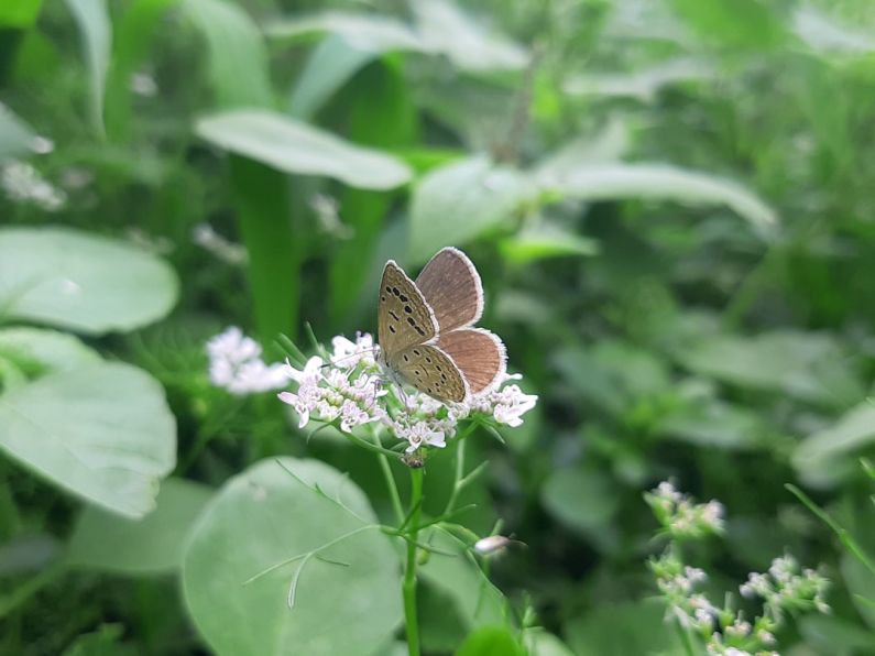 Maintenance Tips - a brown butterfly sitting on a white flower