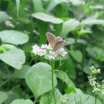Maximizing Lifespan - a butterfly sitting on top of a white flower
