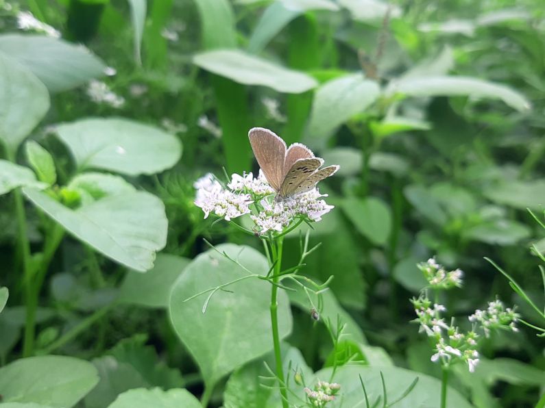 Maximizing Lifespan - a butterfly sitting on top of a white flower