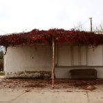 Airless Tire - red and white vine plant on white concrete wall