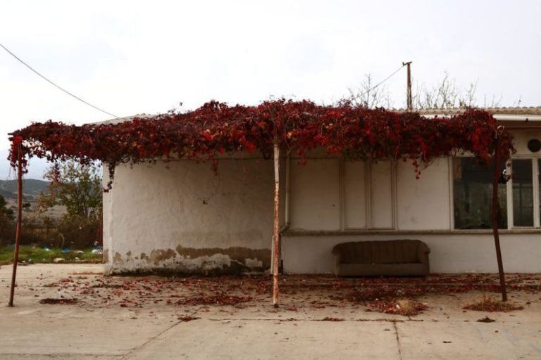 Airless Tire - red and white vine plant on white concrete wall