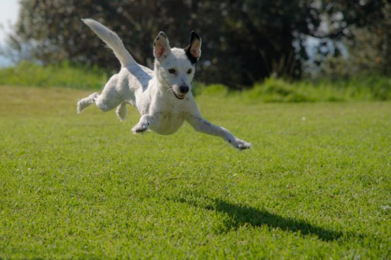 Green Footprint - dog jumping on lawn during daytime