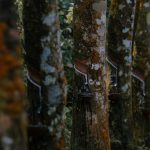 Rubber Plantation - a group of trees that are covered in moss