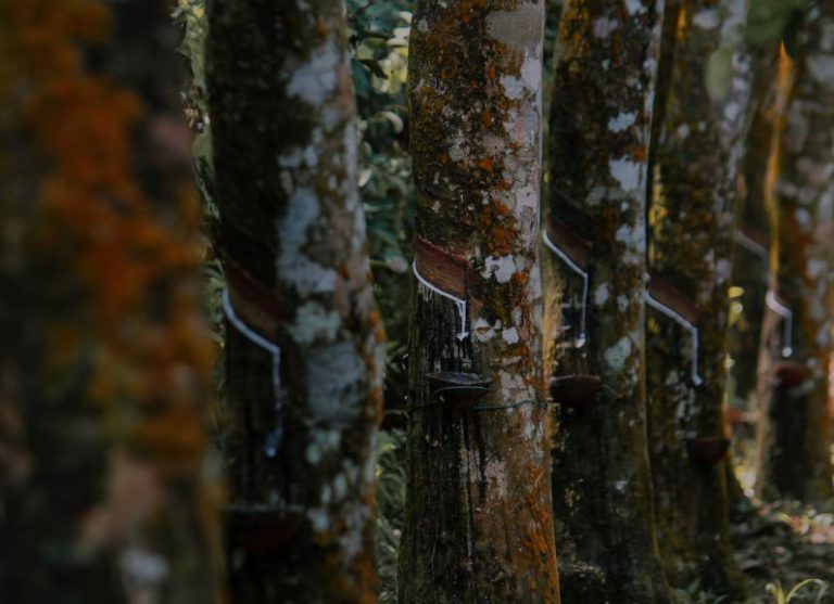 Rubber Plantation - a group of trees that are covered in moss