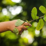 Environmental Collaboration - a person's hand holding a branch with leaves