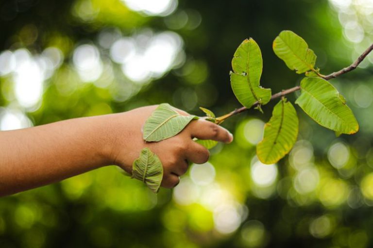 Environmental Collaboration - a person's hand holding a branch with leaves