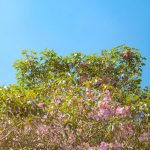 Global Impact - a tree filled with lots of pink flowers under a blue sky
