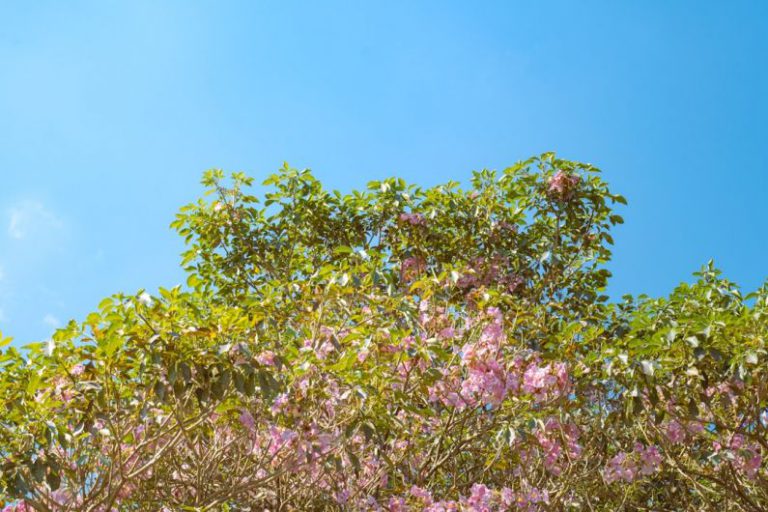 Global Impact - a tree filled with lots of pink flowers under a blue sky