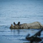Biodiversity Preservation - a hippopotamus laying on its back in a body of water