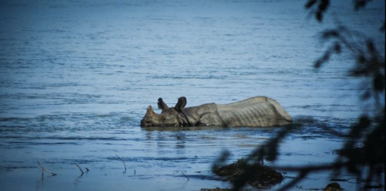 Biodiversity Preservation - a hippopotamus laying on its back in a body of water