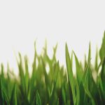 Green Spaces - closeup photography of green grassfield
