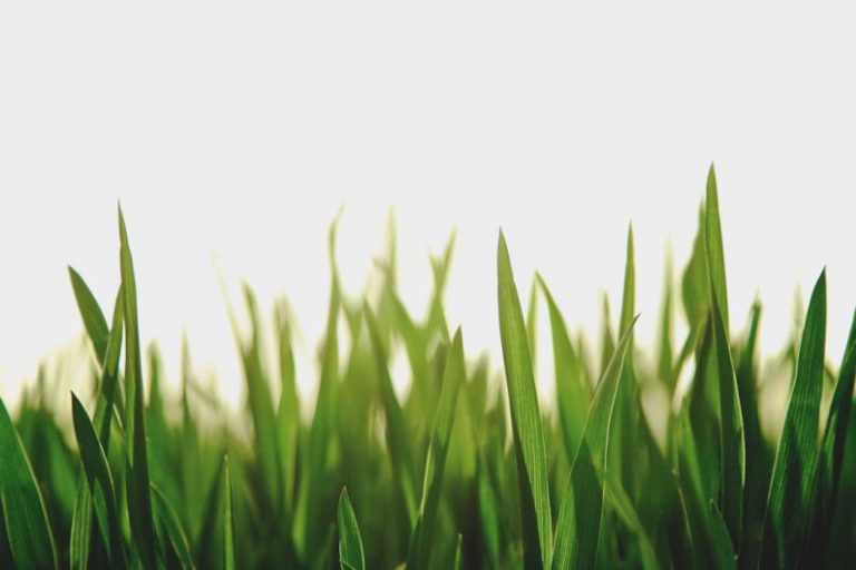 Green Spaces - closeup photography of green grassfield