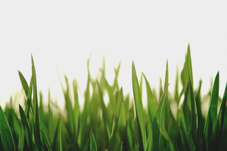 Green Spaces - closeup photography of green grassfield
