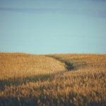 Soil Conservation - a field with a dirt path in the middle of it