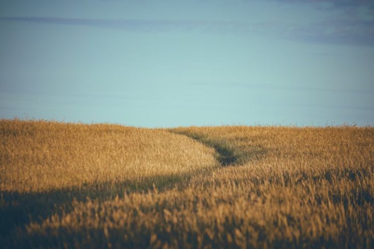 Soil Conservation - a field with a dirt path in the middle of it
