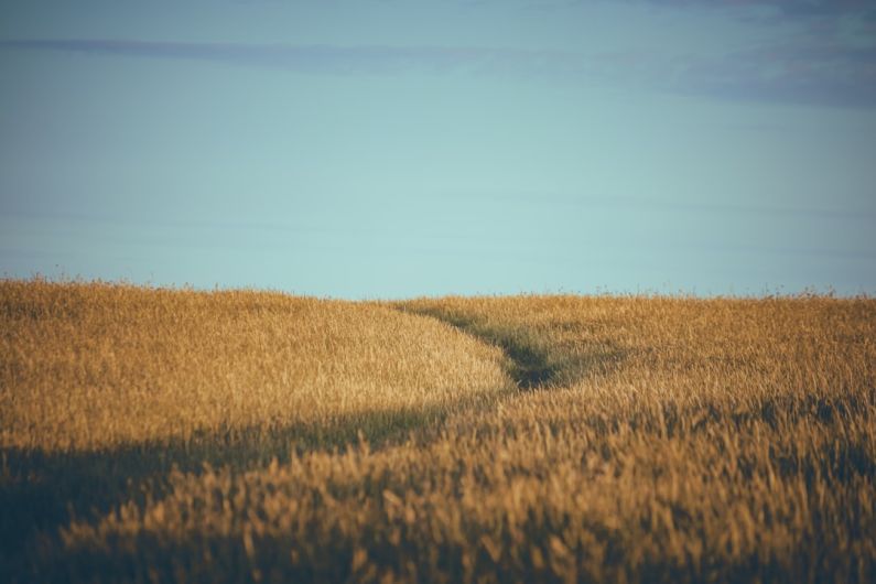 Soil Conservation - a field with a dirt path in the middle of it
