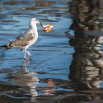 Ocean Pollution - white and gray bird on water during daytime