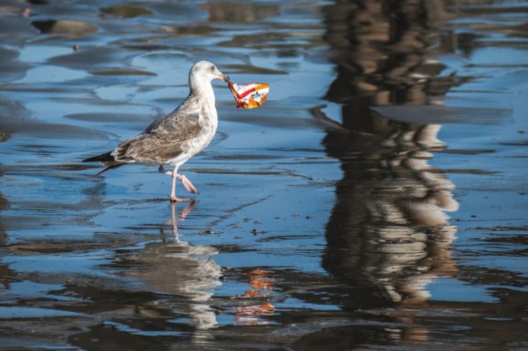 Ocean Pollution - white and gray bird on water during daytime