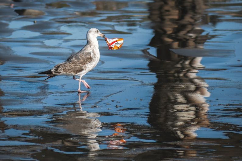 Ocean Pollution - white and gray bird on water during daytime