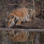 Wildlife Protection - tiger lying on ground during daytime