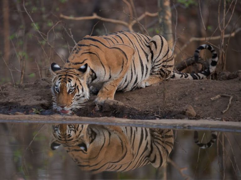 Wildlife Protection - tiger lying on ground during daytime